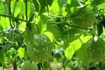 今日吊瓜的价格是多少