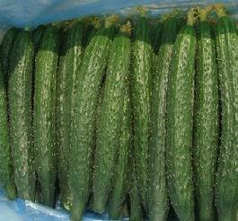 日本梅陇瓜今日价格,市场行情一览”