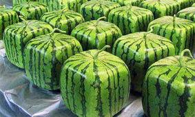 日本梅陇瓜今日价格,市场行情一览”