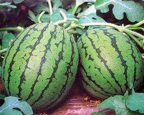 三亚今日瓜价多少钱一斤,新鲜瓜果价格一览