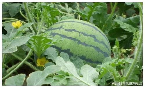 临沂今日小瓜价格,市民抢购热潮涌动”