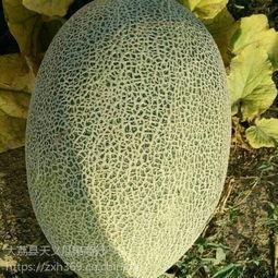 东方市哈密瓜今日价格,价格行情一览”