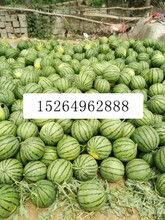 山东哈密瓜今日行情
