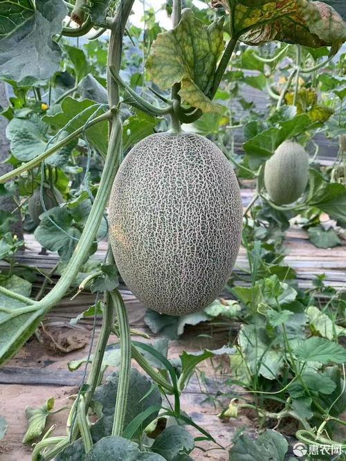 山东哈密瓜今日行情