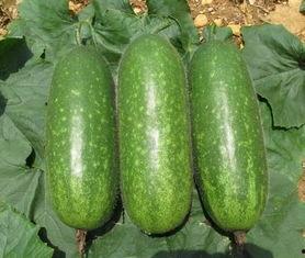 今日徐闻毛瓜价格,新鲜采摘，价格走俏