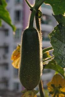 今日徐闻毛瓜价格,新鲜采摘，价格走俏