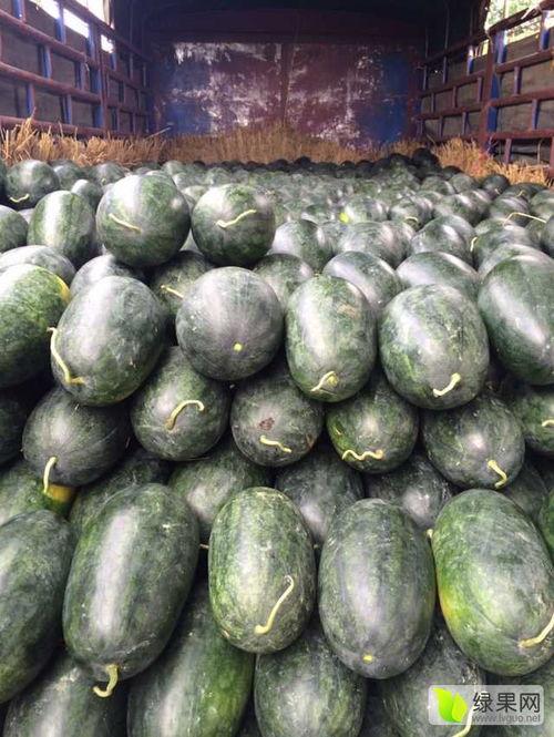 今日西乡塘毛瓜价,价格波动解析