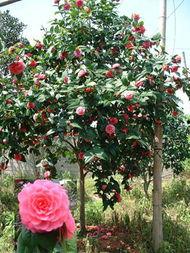 娱乐吃瓜酱山茶花